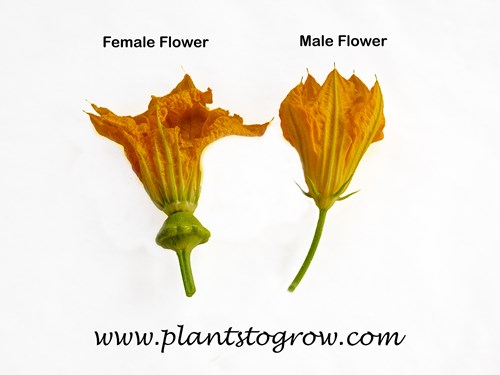 Squash is a monoecious plant having male and female flowers on the same plant.